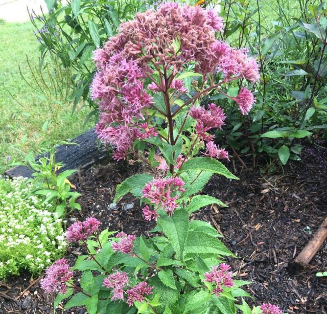Посконник пурпурный «Литл Рэд» (Eupatorium purpureum 'Little Red') Посконник пурпурный «Литл Рэд» (Eupatorium purpureum 'Little Red')