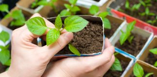 Лунный календарь садовода и огородника на февраль 2023