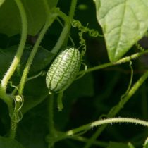 Мелотрия шершавую (Melothria scabra) Мелотрия шершавую (Melothria scabra)