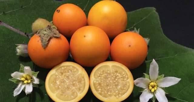 Наранхилла (Solanum quitoense) Наранхилла (Solanum quitoense)