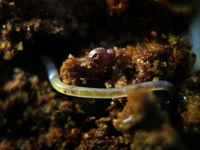 Нематоды (Nematoda) Нематоды (Nematoda)