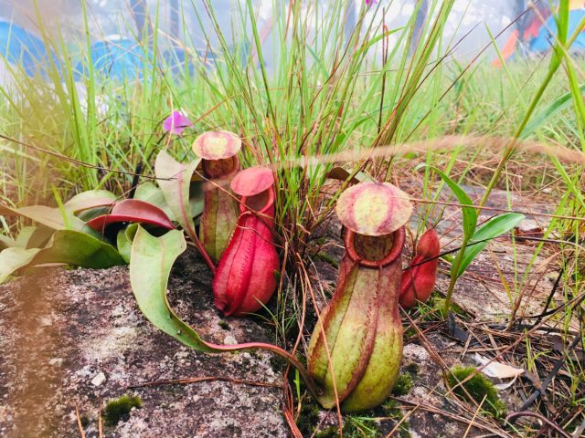 Непентеса Раджа (Nepenthes rajah) Непентеса Раджа (Nepenthes rajah)