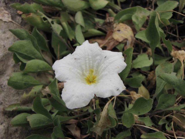 Почвопокровная белая или водяная нирембергия (Nierembergia Rivularis) защитит почву и создаст великолепный ковер