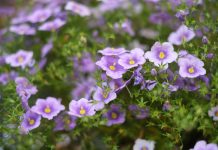 Нирембергия – нежный многолетник для вашего цветника