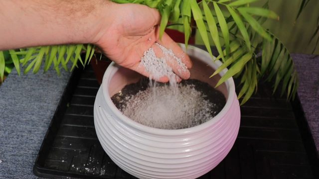 Готовим новый грунт. Его лучше составить из дерновой земли, в которую равными частями добавляют листовую почву, песок и торф. Если нет возможности составить такую смесь, можно взять готовый грунт для пальм или даже универсальный для комнатных растений Готовим новый грунт. Его лучше составить из дерновой земли, в которую равными частями добавляют листовую почву, песок и торф. Если нет возможности составить такую смесь, можно взять готовый грунт для пальм или даже универсальный для комнатных растений