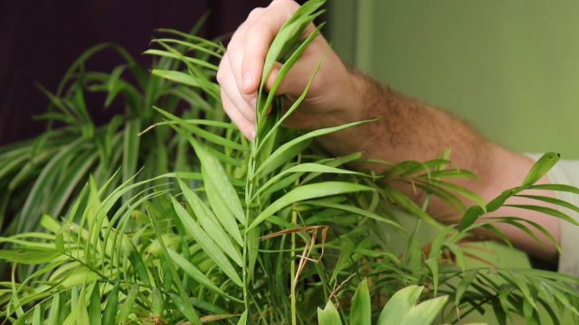 Хамедорея — как ухаживать, пересаживать и спасти, если болеет? Хамедорея — как ухаживать, пересаживать и спасти, если болеет?