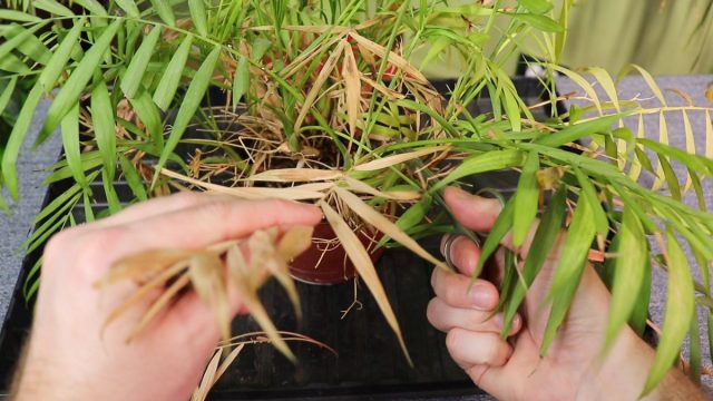 Перед началом пересадки хамедореи обрезаем все сухие побеги и листья Перед началом пересадки хамедореи обрезаем все сухие побеги и листья