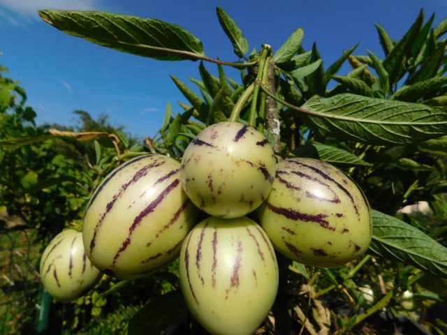 Пепино (Solanum muricatum) Пепино (Solanum muricatum)