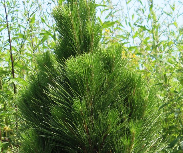 Сосна черная «Грин Рокет» (Pinus nigra 'Green Rocket'). Деревце достигнет высоты 2 метра при ширине всего 50 сантиметров за 10 лет
