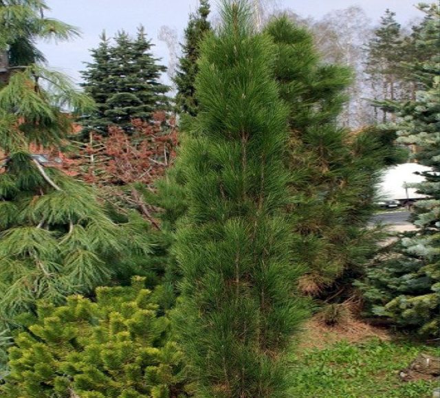 Сосна черная «Грин Тауэр» (Pinus nigra 'Green Tower') — узкий, медленнорастущий сорт австрийской сосны. Это прямостоячее, медленнорастущее хвойное дерево с уплотненной темно-зеленой хвоей