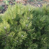 Сосна черная «Хельга» (Pinus nigra 'Helga') Сосна черная «Хельга» (Pinus nigra 'Helga')