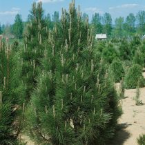 Сосна черная «Пирамидалис» (Pinus nigra 'Pyramidalis') Сосна черная «Пирамидалис» (Pinus nigra 'Pyramidalis')
