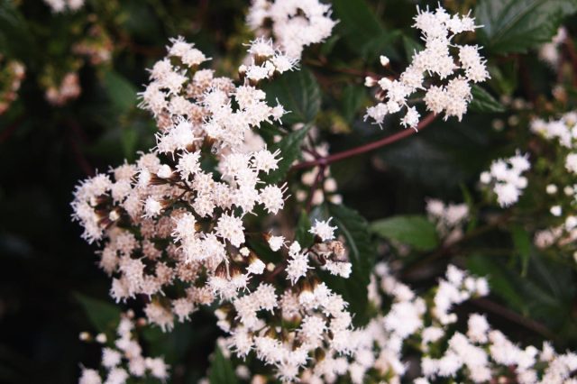 Сорт посконника морщинистого «Чоколит» (Eupatorium rugosa 'Chocolate') Сорт посконника морщинистого «Чоколит» (Eupatorium rugosa 'Chocolate')