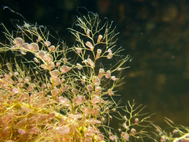 Пузырчатка обыкновенная (Utricularia vulgaris) Пузырчатка обыкновенная (Utricularia vulgaris)