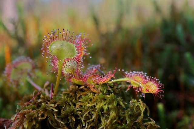 Росянка круглолистная (Drosera rotundifolia) Росянка круглолистная (Drosera rotundifolia)