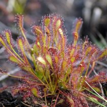 Росянка промежуточная (Drosera intermedia) Росянка промежуточная (Drosera intermedia)