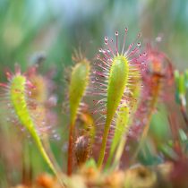 Росянка английская (Drosera anglica) Росянка английская (Drosera anglica)