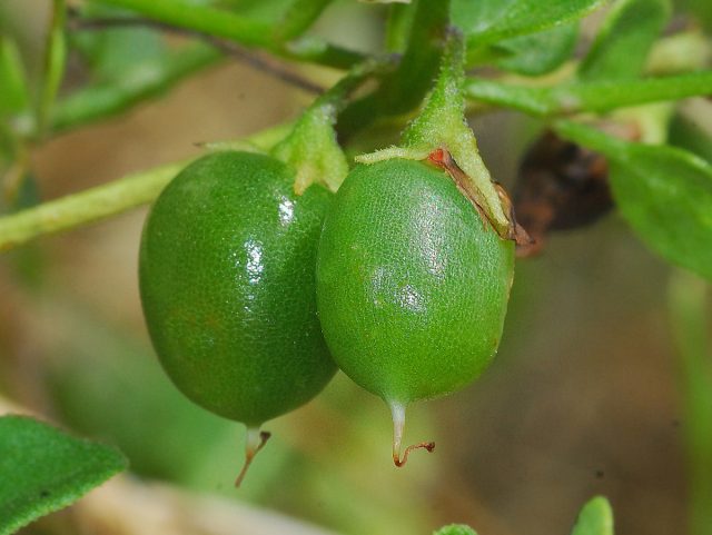 Сальпихроа ромбическая (Salpichroa origanifolia) Сальпихроа ромбическая (Salpichroa origanifolia)