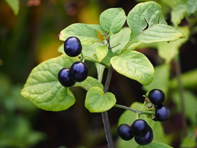 Сараха съедобная (Jaltomata procumbens) похожа на распространённый по всей европейской части России паслён чёрный Сараха съедобная (Jaltomata procumbens) похожа на распространённый по всей европейской части России паслён чёрный