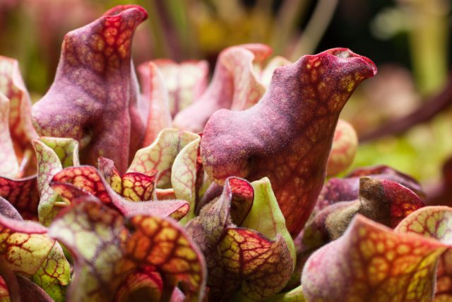 Саррацения пурпурная (Sarracenia purpurea) Саррацения пурпурная (Sarracenia purpurea)