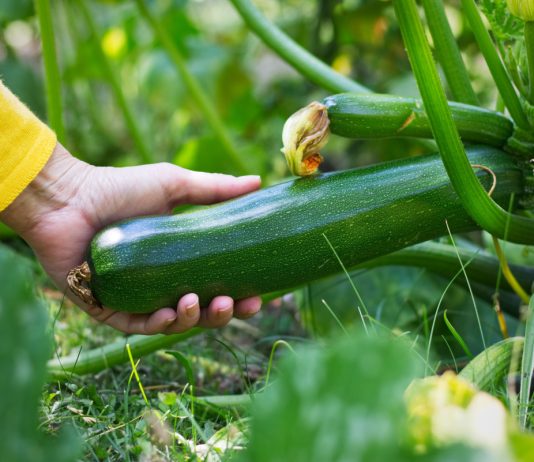 Лучшие растения-соседи для кабачков