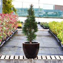 Сосна черная «Комета» (Pinus nigra 'Komet') Сосна черная «Комета» (Pinus nigra 'Komet')