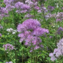 Василистник водосбороилистный (Thalictrum aquilegifolium) Василистник водосбороилистный (Thalictrum aquilegifolium)