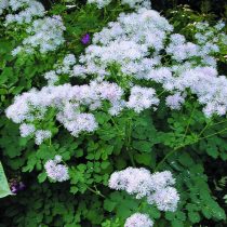 Василистник водосбороилистный «Альбум» (Thalictrum aquilegifolium 'Album') Василистник водосбороилистный «Альбум» (Thalictrum aquilegifolium 'Album')