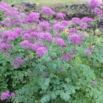Василистник водосбороилистный «Блэк стокингс» (Thalictrum aquilegifolium 'Black Stockings') Василистник водосбороилистный «Блэк стокингс» (Thalictrum aquilegifolium 'Black Stockings')