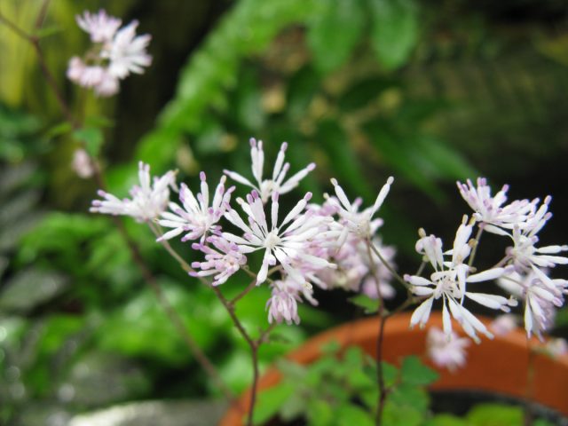 Василистник киузский (Thalictrum kiusianum) Василистник киузский (Thalictrum kiusianum)