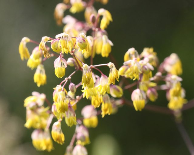 Василистник малый, или обыкновенный (Thalictrum minus) Василистник малый, или обыкновенный (Thalictrum minus)