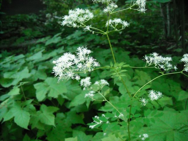 Василистник опушённый (Thalictrum pubescens)
