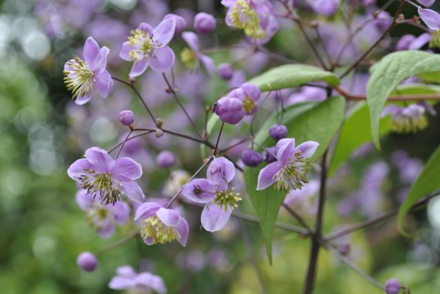 Василистник рохебрунский (Thalictrum rochebrunianum) Василистник рохебрунский (Thalictrum rochebrunianum)
