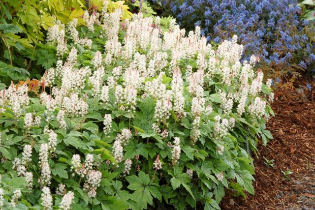 Тиарелла (Tiarella cordifolia) Тиарелла (Tiarella cordifolia)
