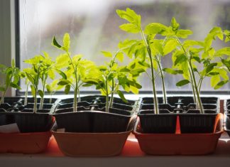 Как вырастить крепкую рассаду томатов
