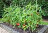 Правильный уход за томатами залог большого урожая