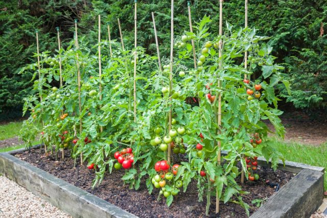 Правильный уход за томатами – залог большого урожая