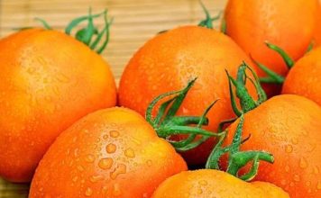 Томат «Янтарный купол»