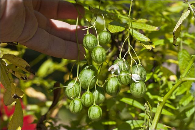 Тзимбало (Solanum caripense) Тзимбало (Solanum caripense)