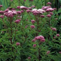 Посконник коноплёвый «Вариегатум» (Eupatorium cannabinum 'Variegatum') Посконник коноплёвый «Вариегатум» (Eupatorium cannabinum 'Variegatum')