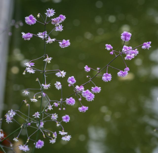 Василисник Делавея (Thalictrum delavayi) Василисник Делавея (Thalictrum delavayi)