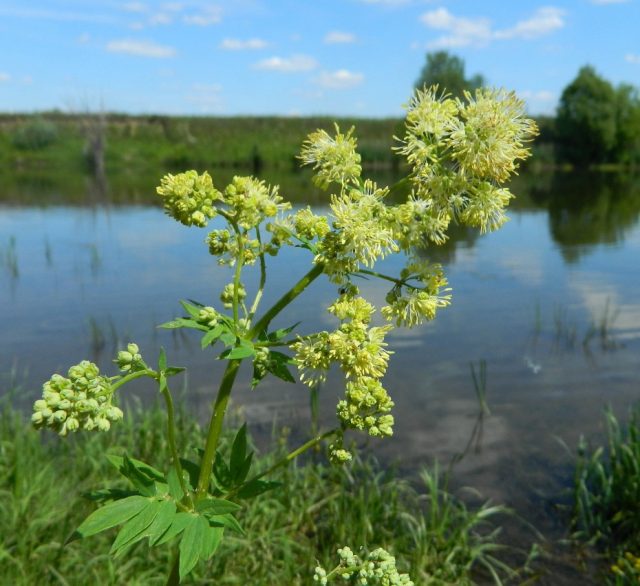 Василистник желый (Thalictrum flavum) Василистник желый (Thalictrum flavum)