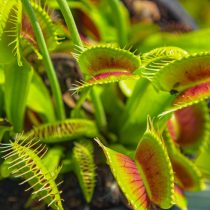Венерина мухоловка (Dionaea muscipula) Венерина мухоловка (Dionaea muscipula)