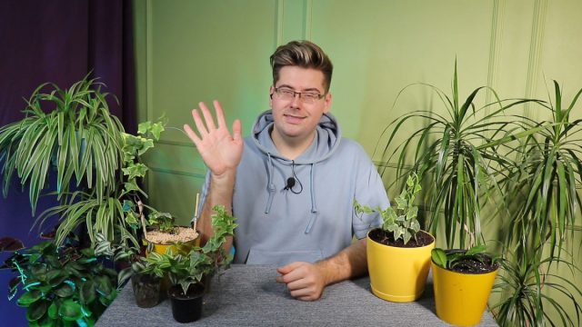 Вертикальное озеленение — что это и какие растения использовать? Вертикальное озеленение — что это и какие растения использовать?