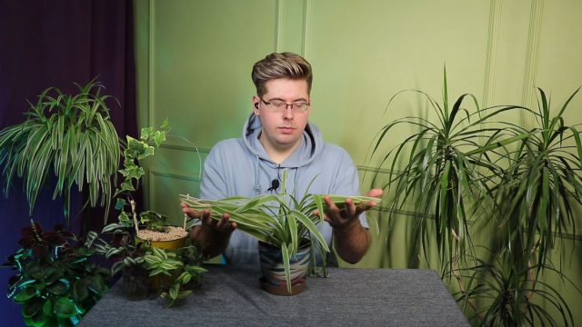 Начнём мы, пожалуй, с самого беспроигрышного варианта – хлорофитума. Он идеально подходит для вертикального озеленения Начнём мы, пожалуй, с самого беспроигрышного варианта – хлорофитума. Он идеально подходит для вертикального озеленения