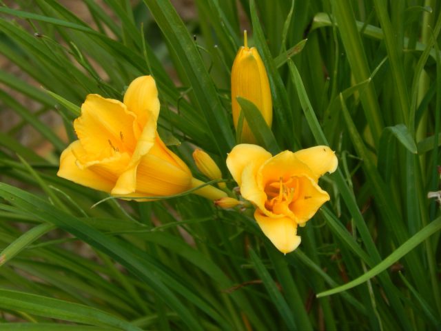 Лилейник «Стелла де Оро» славится непрерывным цветением в течение всего лета