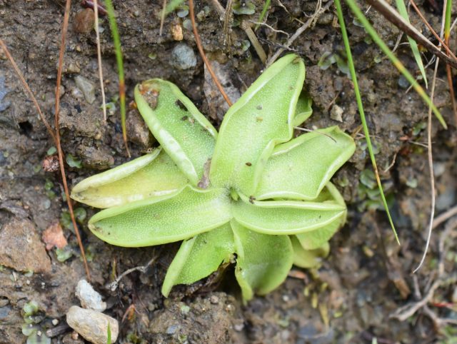 Жирянка обыкновенная (Pinguicula vulgaris) Жирянка обыкновенная (Pinguicula vulgaris)