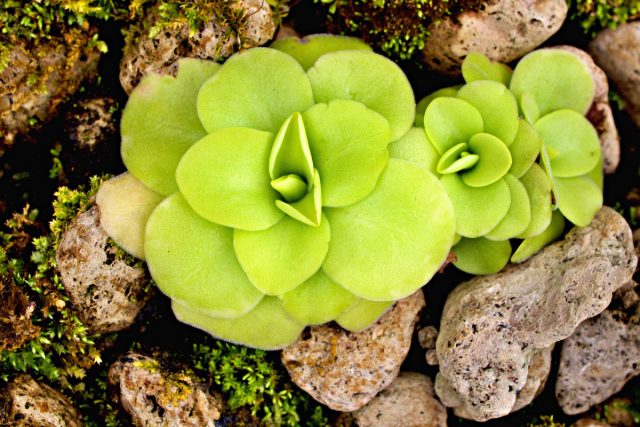 Жирянка крупноцветковая (Pinguicula grandiflora) Жирянка крупноцветковая (Pinguicula grandiflora)
