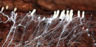 Жизнь под землей — всё о почвенных грибах