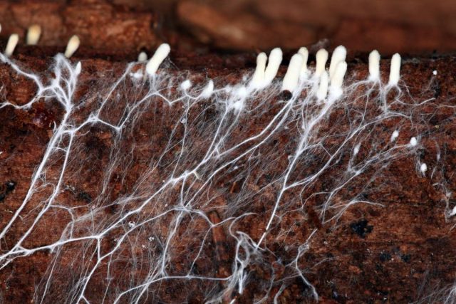 Жизнь под землей — всё о почвенных грибах